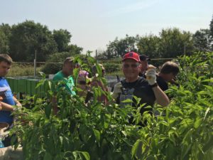 Read more about the article Cherry Hill Food Pantry picking for Bancroft’s “Team Tomatoes