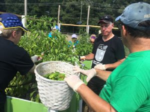 Cherry-Hill-food Pantry-Bancroft's-Team-Tomatoes